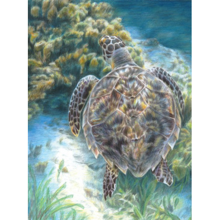 Malování podle čísel PASTELKAMI - Mořská želva