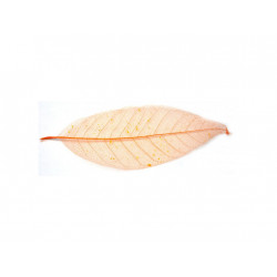 Listy magnolie, barevný - 10 ks, o velikosti 20 cm - oranžový