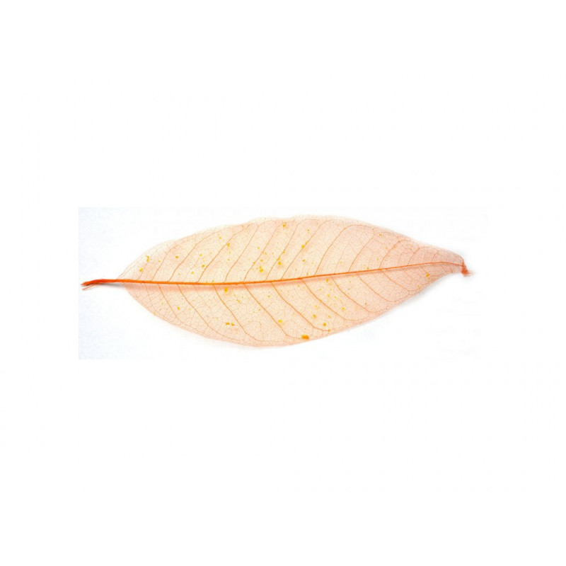 Listy magnolie, barevný - 10 ks, o velikosti 20 cm - oranžový