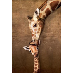 Malování podle čísel Žirafy M11257