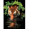 Malování podle čísel 22x30 cm - Tygr u vody