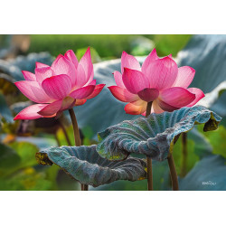 CHERRY PAZZI Puzzle Růžové květy lotusu 500 dílků