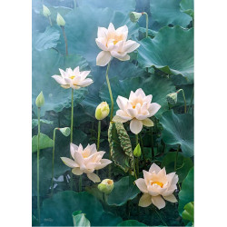 CHERRY PAZZI Puzzle Bílý lotus 1000 dílků