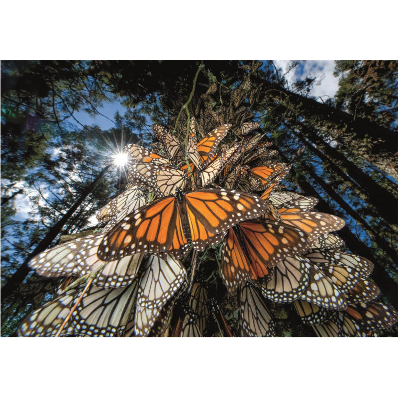 CLEMENTONI Puzzle National Geographic: Miliony motýlů monarchů cestují do zimovišť v Mexiku 1000 dílků