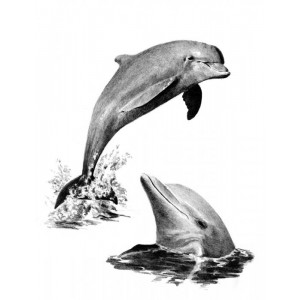 Malování SKICOVACÍMI TUŽKAMI-Delfíni