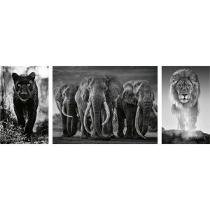 RAVENSBURGER Puzzle Triptych: Panter, sloni, lev 1000 dílků