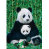 EUROGRAPHICS Puzzle Panda a mládě 1000 dílků