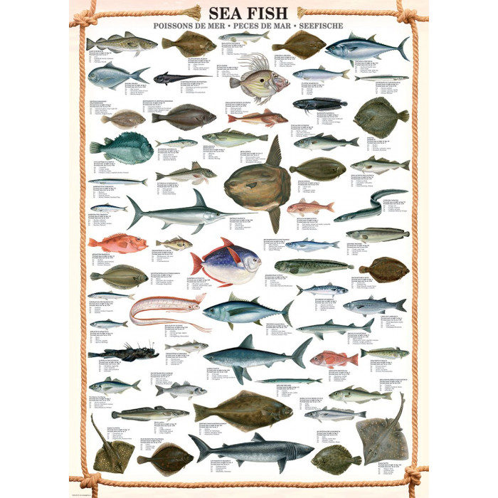 EUROGRAPHICS Puzzle Mořské ryby 1000 dílků