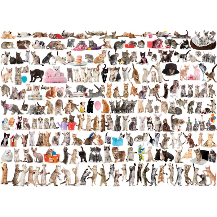 EUROGRAPHICS Puzzle Svět koček 1000 dílků